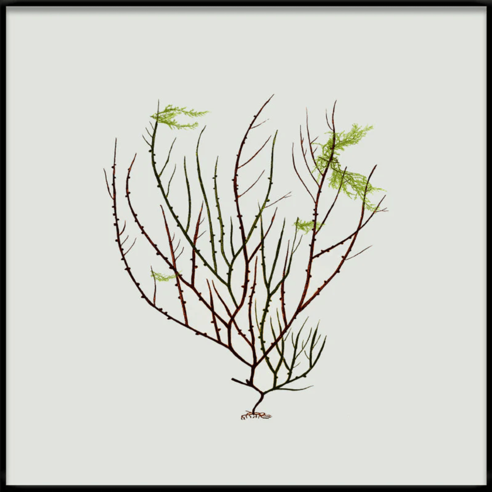 Algae Green Leaf Framed Print - BFG 30x30 2301 - Uneeka